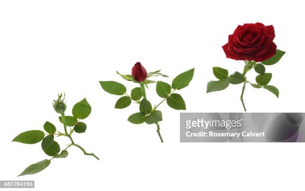 red rose opening in three stages, on a diagonal, on white. - rosenblätter stock-fotos und bilder
