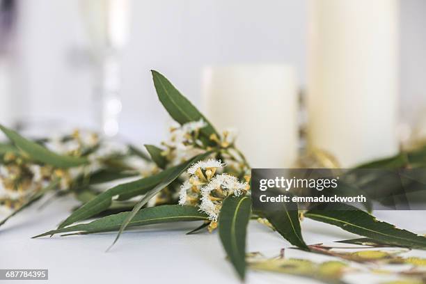 close-up of flowering eucalyptus gum leaves and candles - eucalyptus photos et images de collection