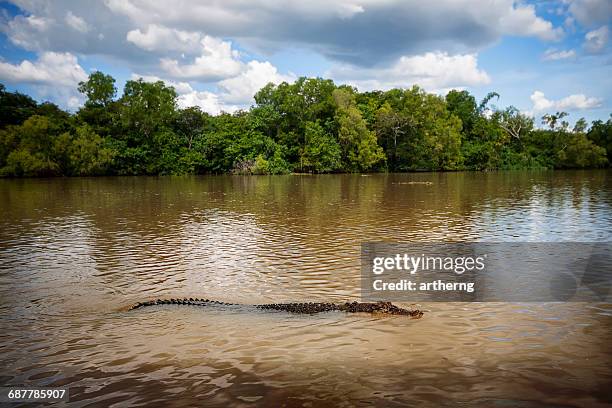 saltwater crocodile swimming in adelaide river, north territory, australia - australian saltwater crocodile ストックフォトと画像