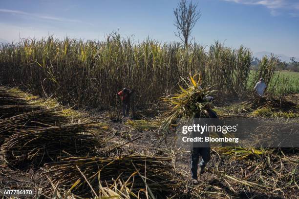 Worker carries a pile of sugarcane in a field in the town of San Cayetano in the municipality of Tepic, Nayarit state, Mexico, on Thursday, May 18,...