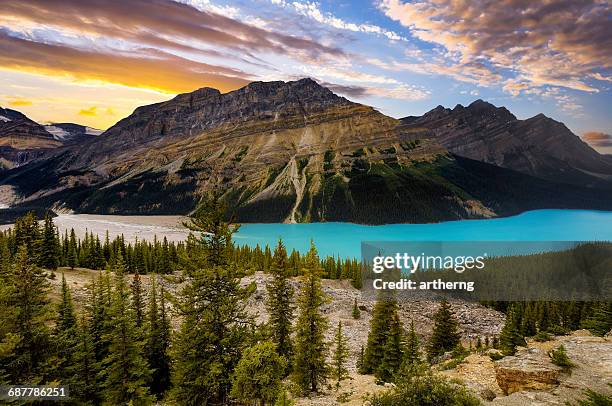 peyto lake, banff national park, alberta, canada - peyto lake stock pictures, royalty-free photos & images