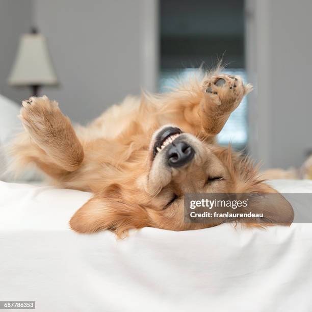 golden retriever dog rolling around on a bed - animal behavior stock-fotos und bilder