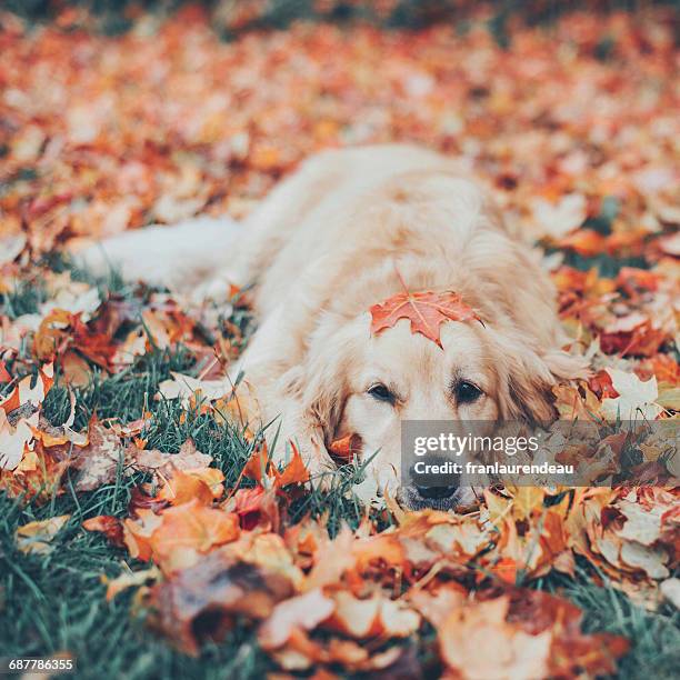 golden retriever dog lying in autumn leaves - autumn dog stockfoto's en -beelden