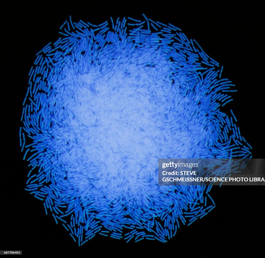 Bacterial colony, LM