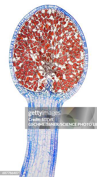 Capsule Example Botany Capsule (Botany) Photos and Premium High Res Pictures - Getty Images