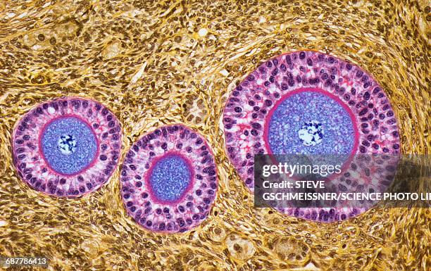 ovarian follicles, lm - ovary stock pictures, royalty-free photos & images