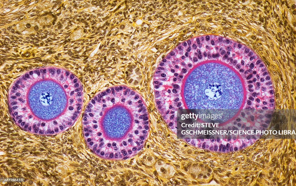 Ovarian follicles, LM