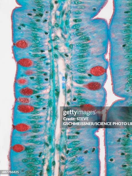 small intestine, lm - goblet cell stock pictures, royalty-free photos & images