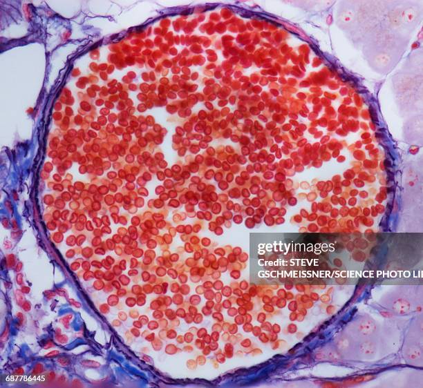 venule, lm - globulos rojos humanos fotografías e imágenes de stock