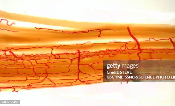 blood supply to muscles, lm - capillary body part stockfoto's en -beelden