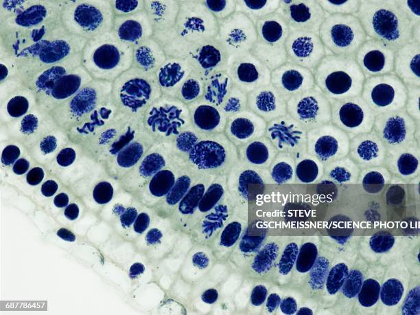 mitosis, lm - prophase bildbanksfoton och bilder