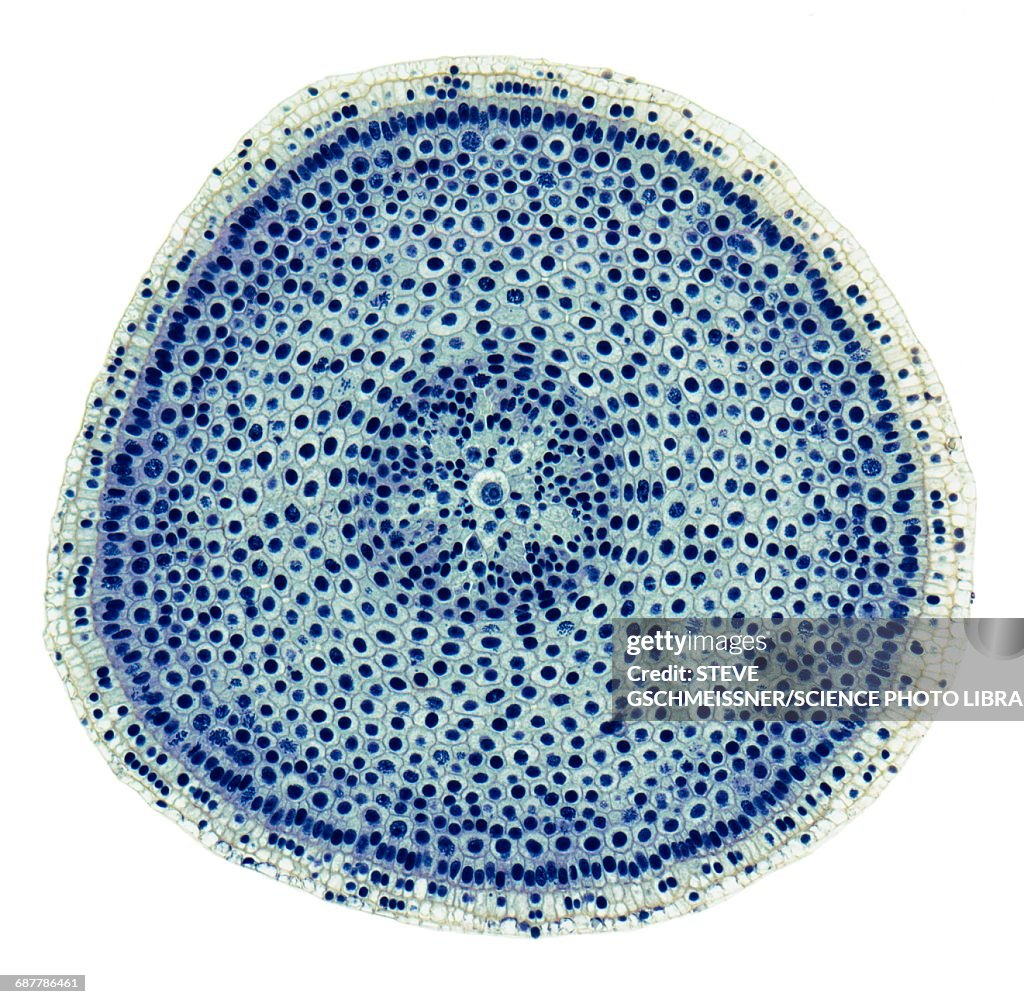 Onion root tip, LM