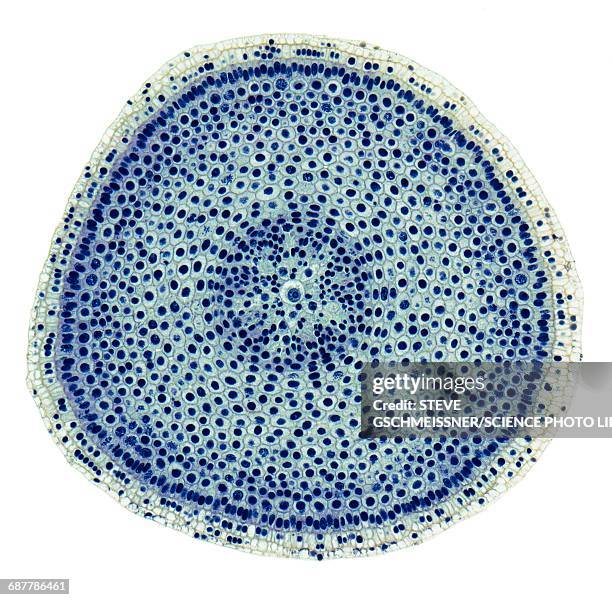 onion root tip, lm - prophase bildbanksfoton och bilder