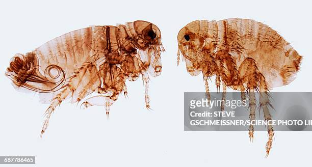 human fleas, lm - parasitic stock pictures, royalty-free photos & images