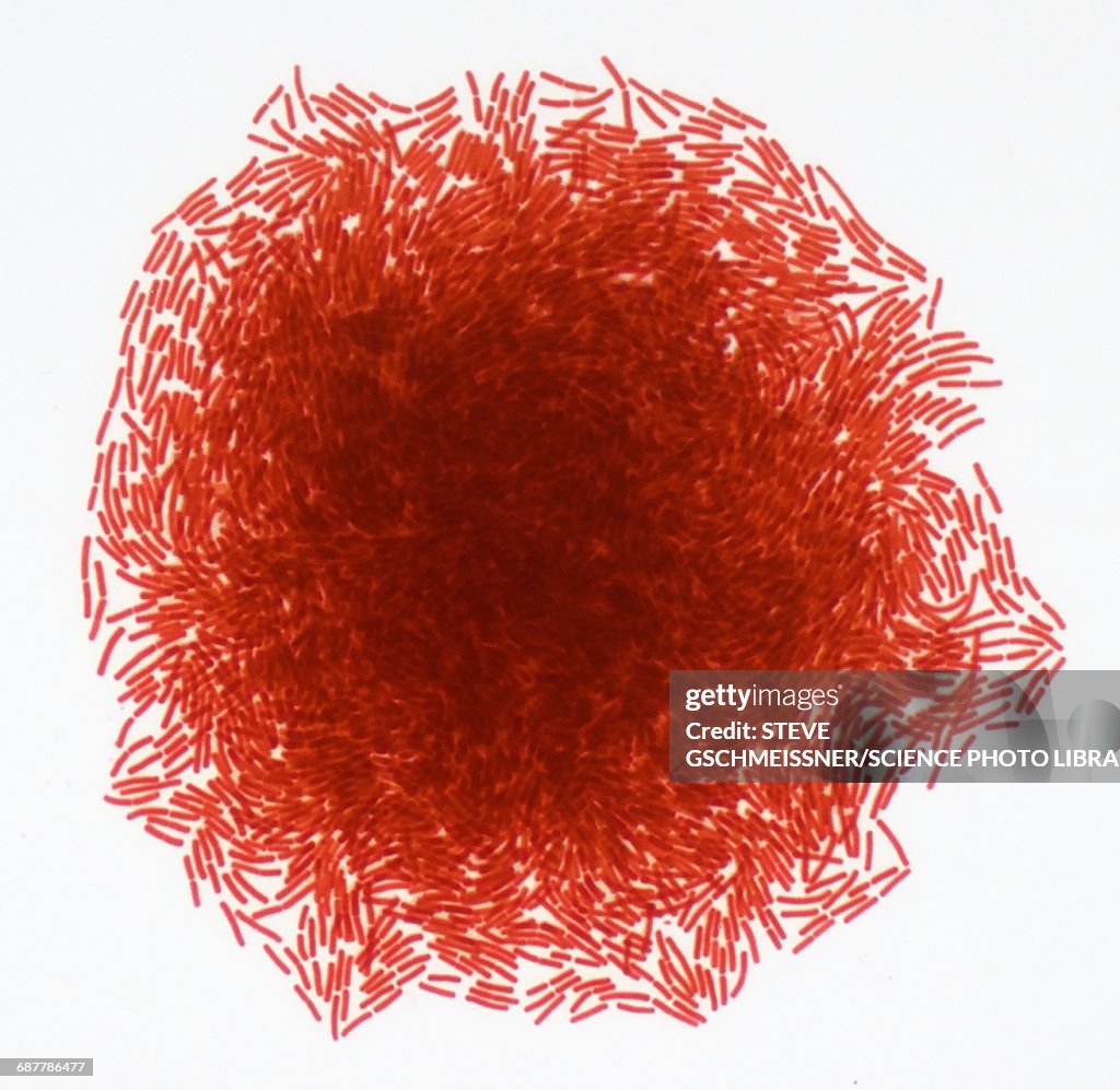 Bacterial colony, LM