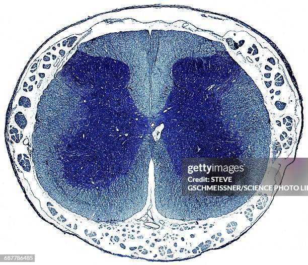 spinal cord, lm - vetenskaplig mikroskopfotografering bildbanksfoton och bilder