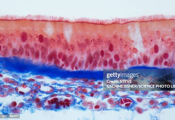 trachel epithelium, lm - traquea fotografías e imágenes de stock