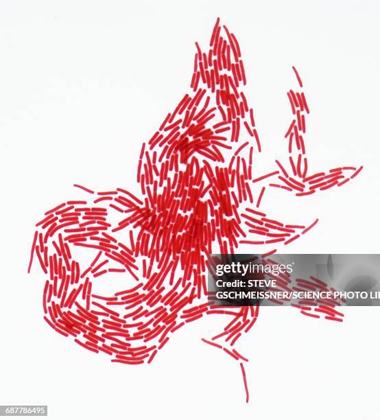 bacterial colony, lm - bacillus megaterium stock pictures, royalty-free photos & images