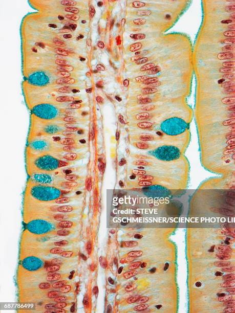 small intestine, lm - lamina propria stock-fotos und bilder