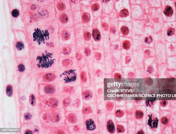 mitosis, lm - photomicrograph root tip stock pictures, royalty-free photos & images