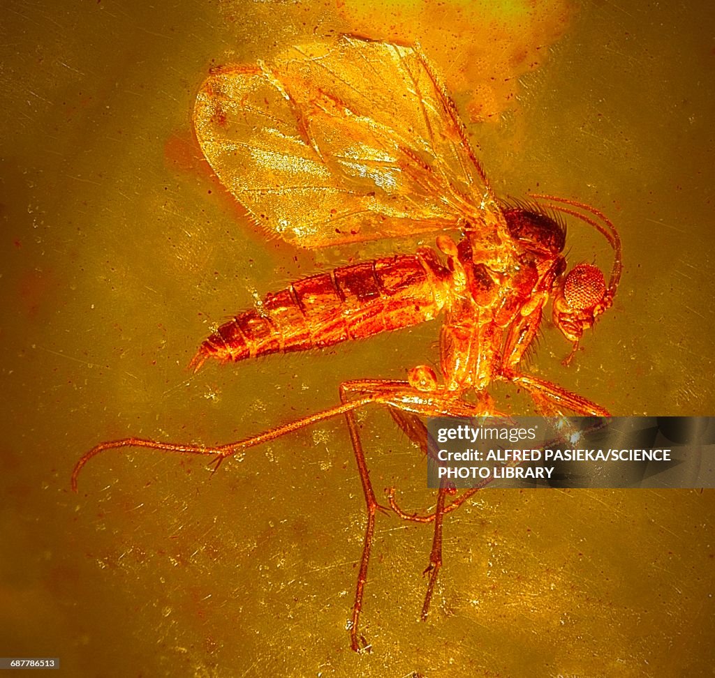 Fungus gnat in amber, macrophotograph