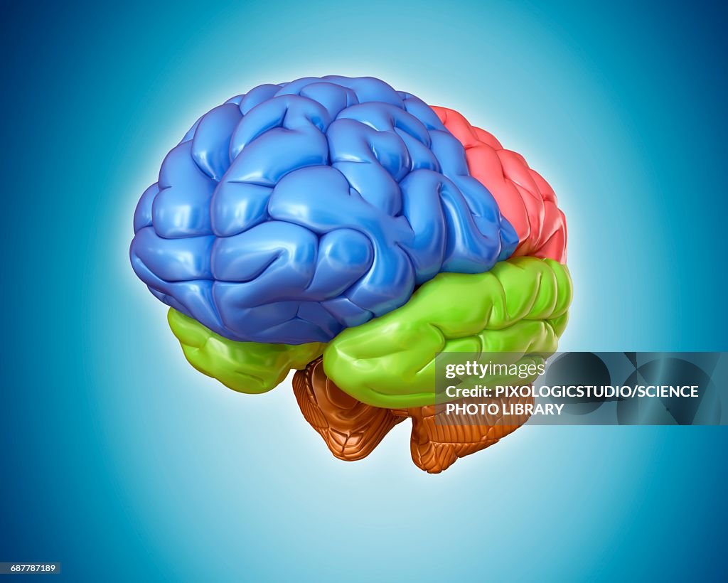 Human brain anatomy, illustration