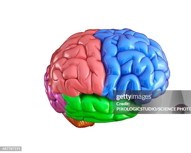 151 Lobe Occipital Stock Photos, High Biology Diagrams