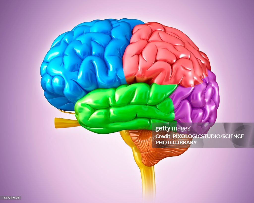 Human brain anatomy, illustration