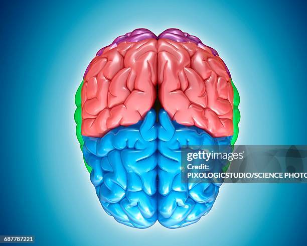 Lobe Occipital Photos and Premium High Res Pictures Biology Diagrams