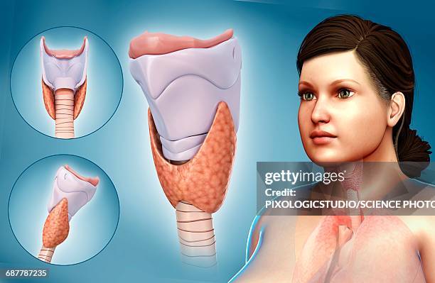 thyroid cartilage, illustration - thymus stock illustrations