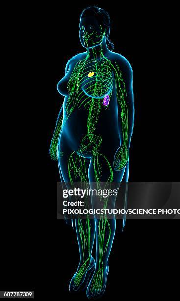 female lymphatic system, illustration - thymusdrüse stock-grafiken, -clipart, -cartoons und -symbole