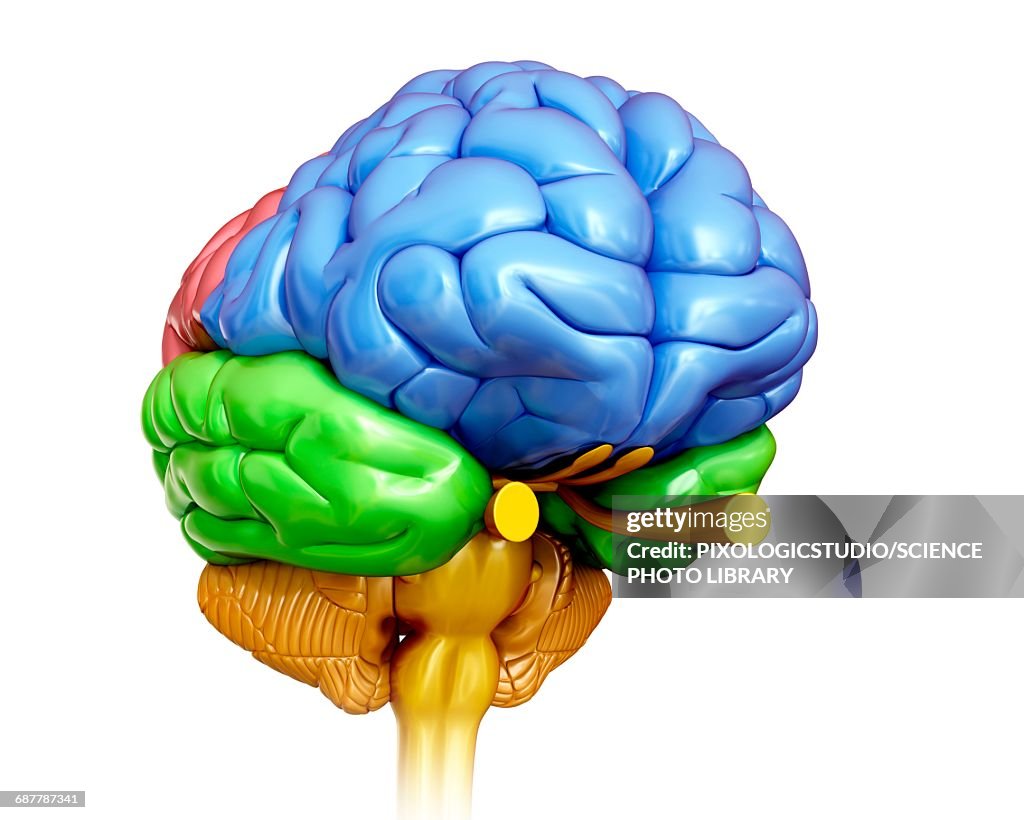 Brain Images Human Brain Anatomy Illustration High-Res Vector Graphic - Getty Images
