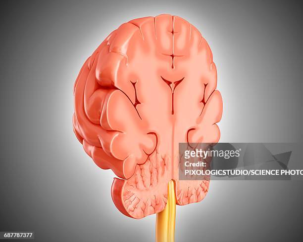 human brain cross-section, illustration - brain cross section stock illustrations