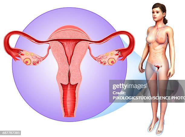 female reproductive system, illustration - female reproductive organ stock illustrations