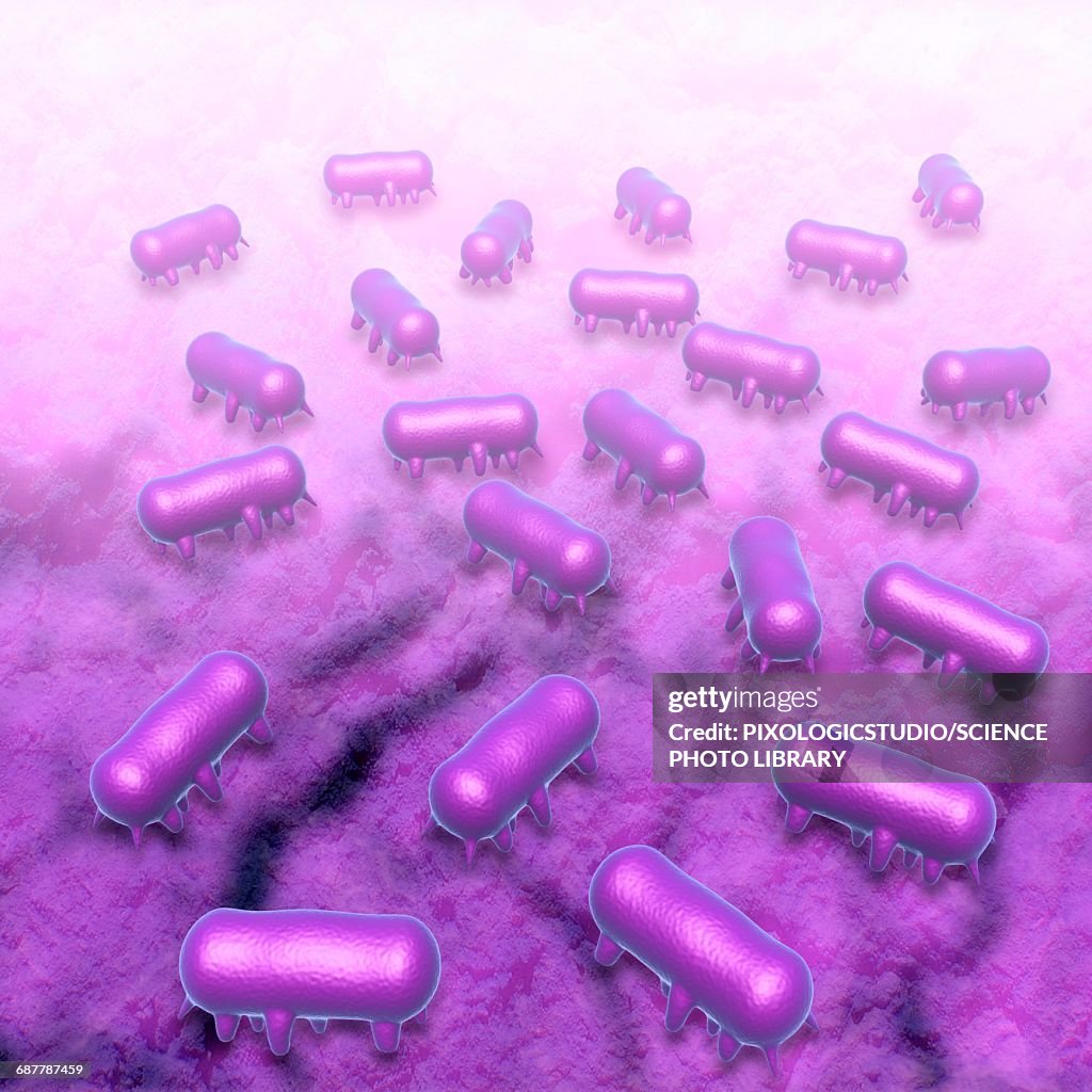 Salmonella typhimurium bacteria, illustration