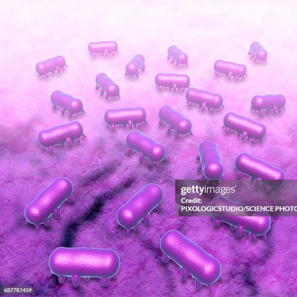 salmonella typhimurium bacteria, illustration - salmonella stock illustrations