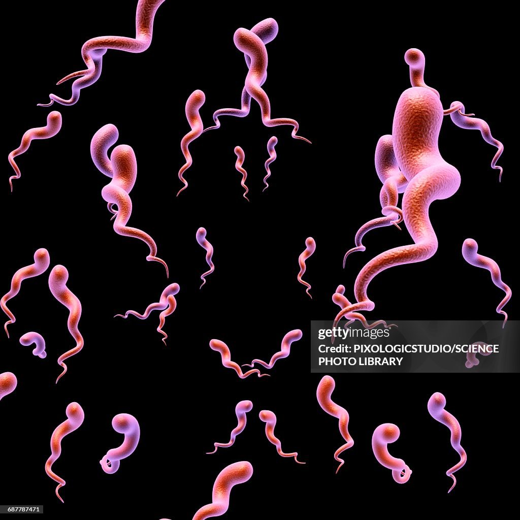 Syphilis Drawing Syphilis Bacteria Illustration High-Res Vector Graphic - Getty Images