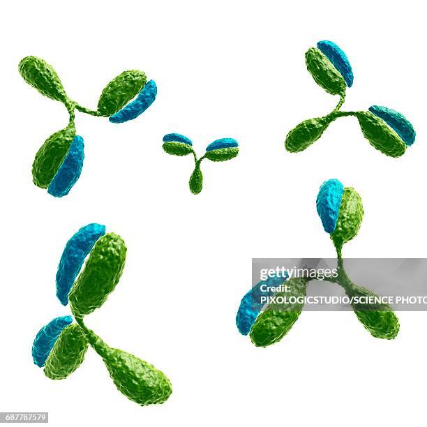 ilustrações, clipart, desenhos animados e ícones de antibodies, illustration - anticorpo