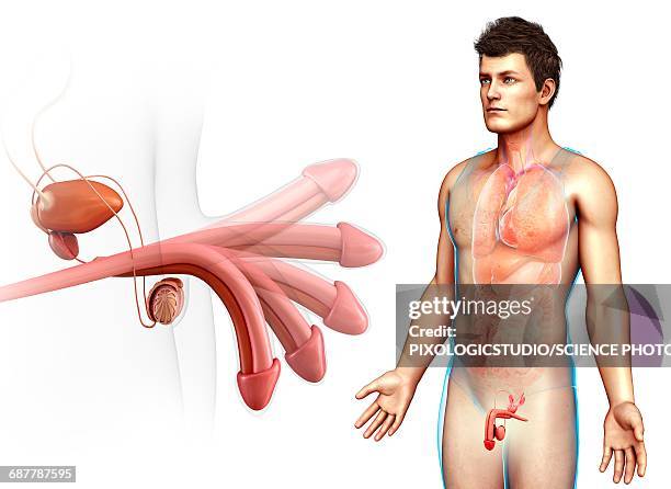 ilustrações, clipart, desenhos animados e ícones de male reproductive system, illustration - flaccid