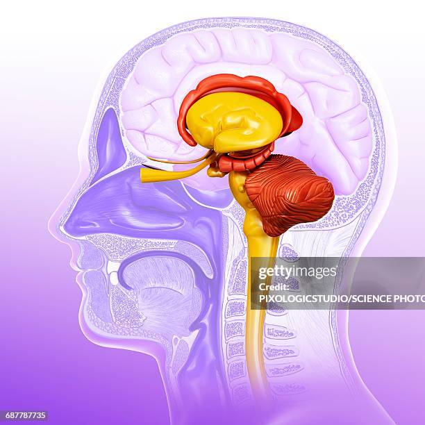 human brain cross-section, illustration - midbrain stock illustrations