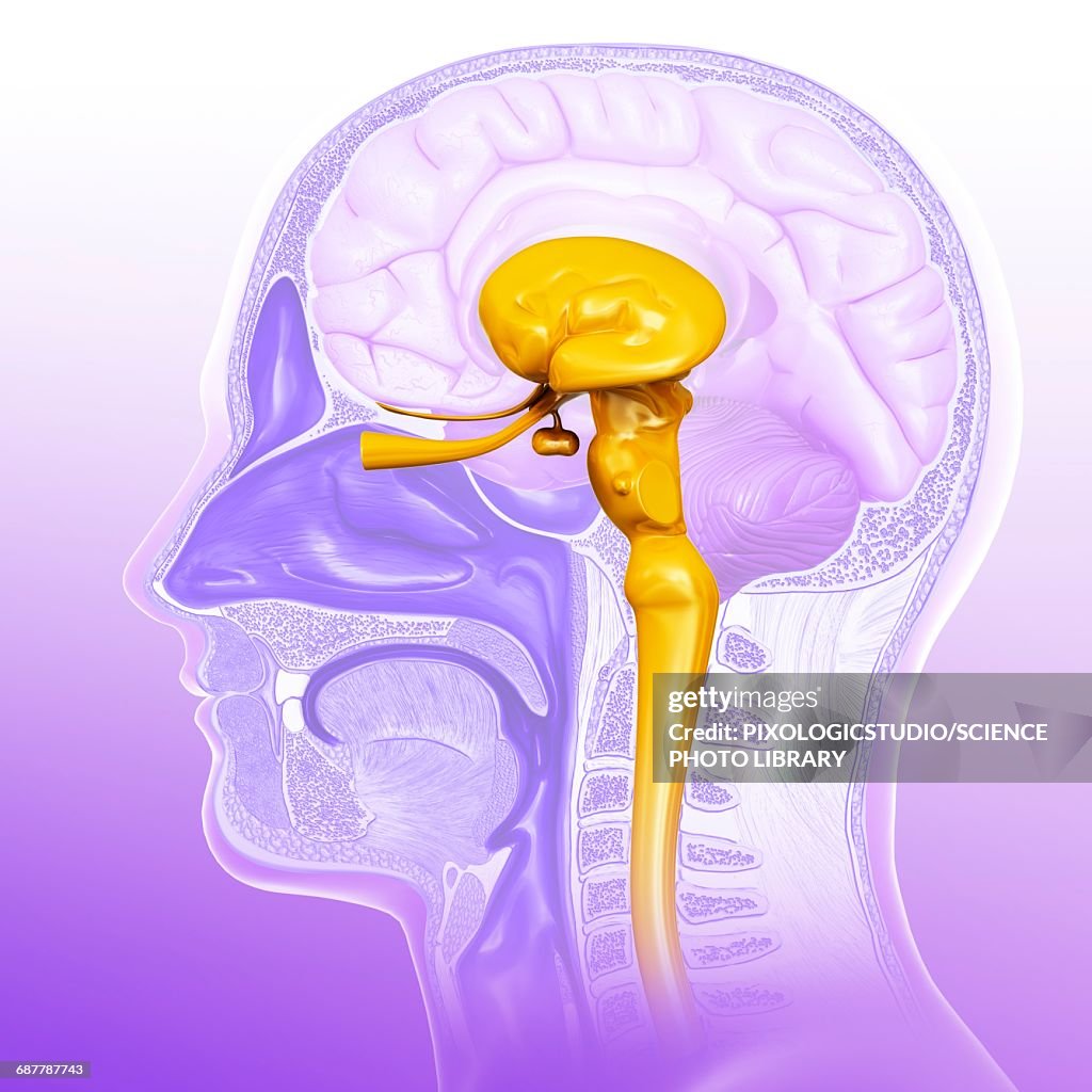Human Midbrain Anatomy Illustration High Biology Diagrams