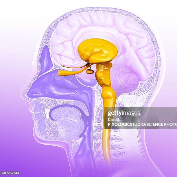 Midbrain Csf Midbrain Cross Section Photos and Premium High Res Pictures - Getty Images