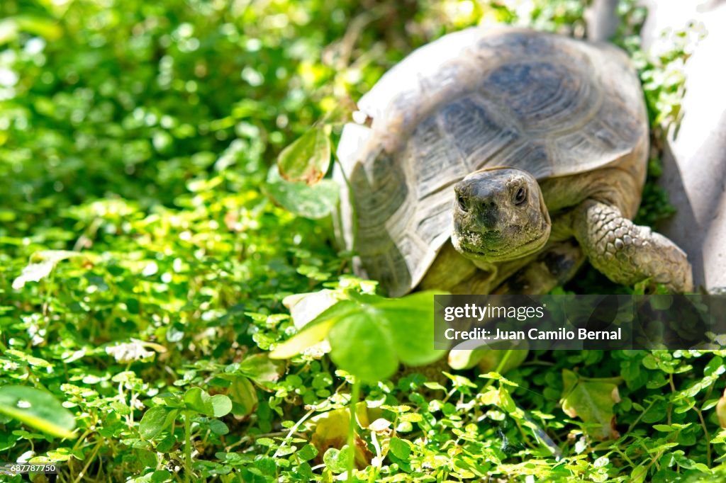 Russian tortoise in a garden