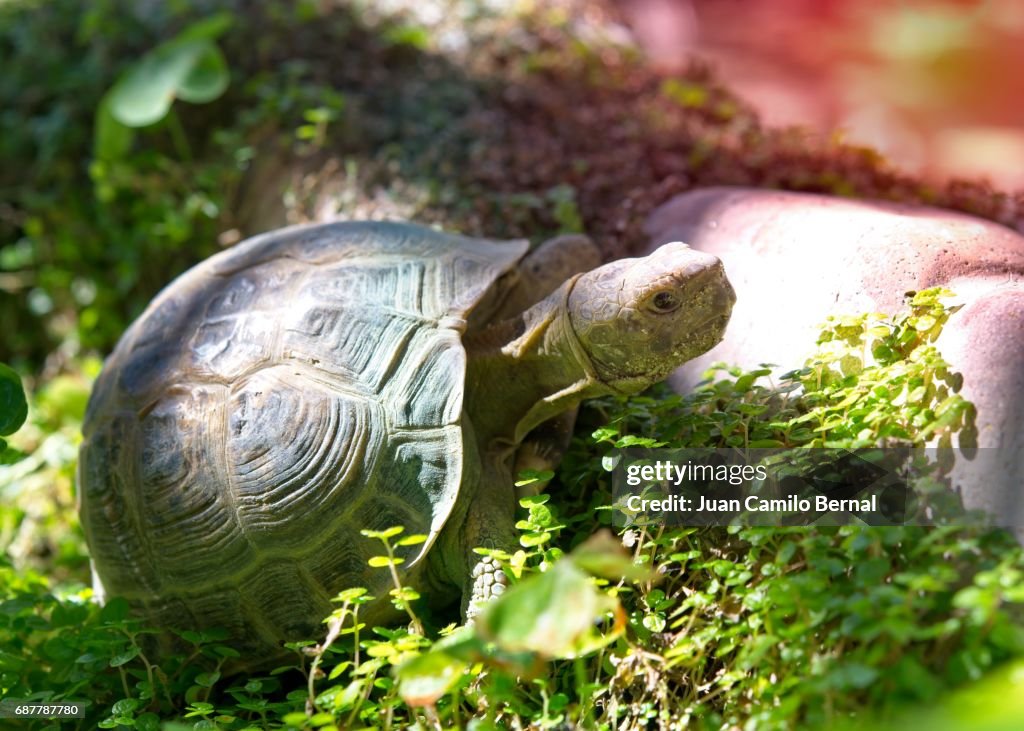 Russian tortoise in a garden