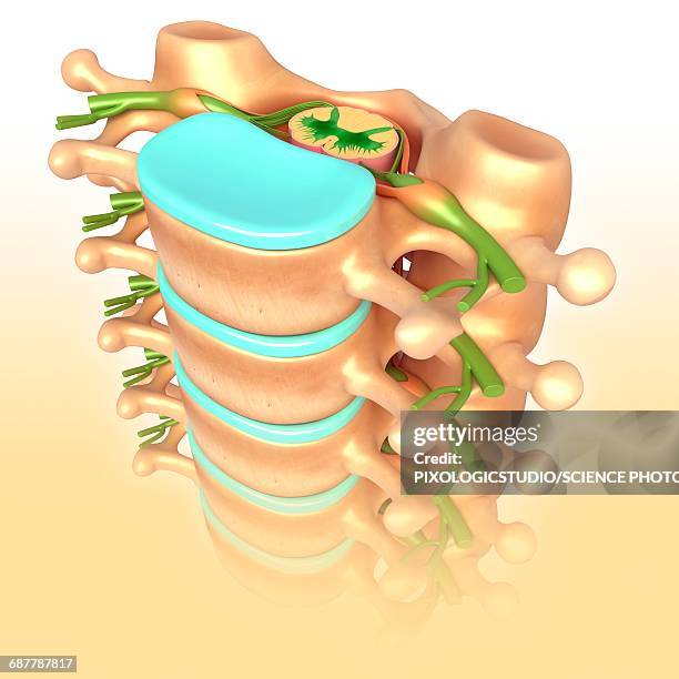 lumbar vertebrae, illustration - intervertebral discs stock illustrations