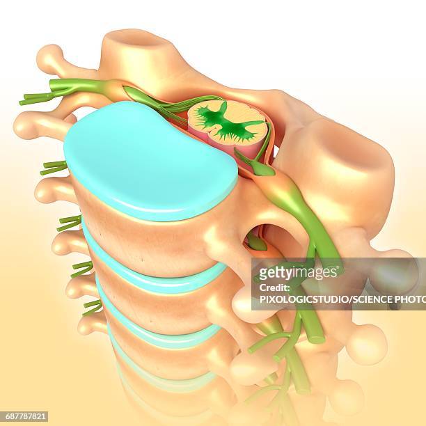 lumbar vertebrae, illustration - intervertebral discs stock illustrations