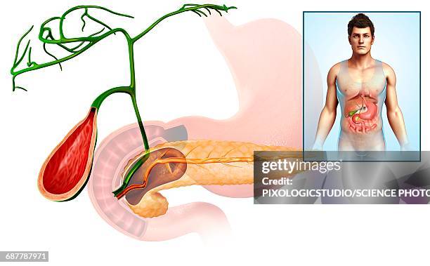 pancreas and gallbladder, illustration - gall bladder stock illustrations