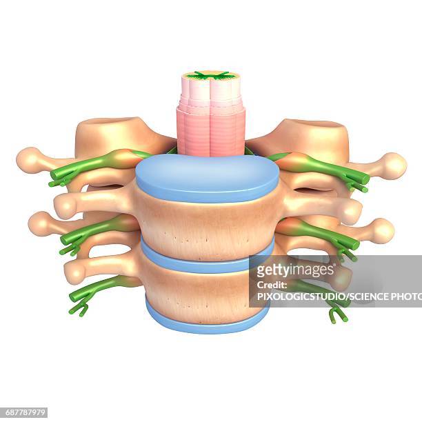 spine anatomy, illustration - intervertebral discs stock illustrations