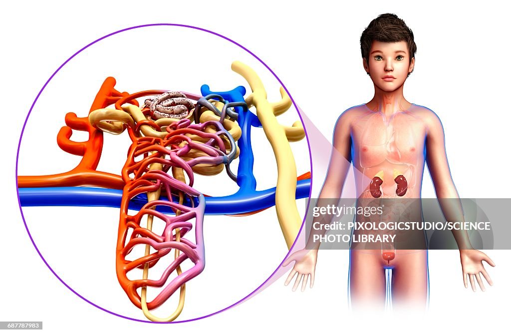 Childs kidney anatomy, illustration