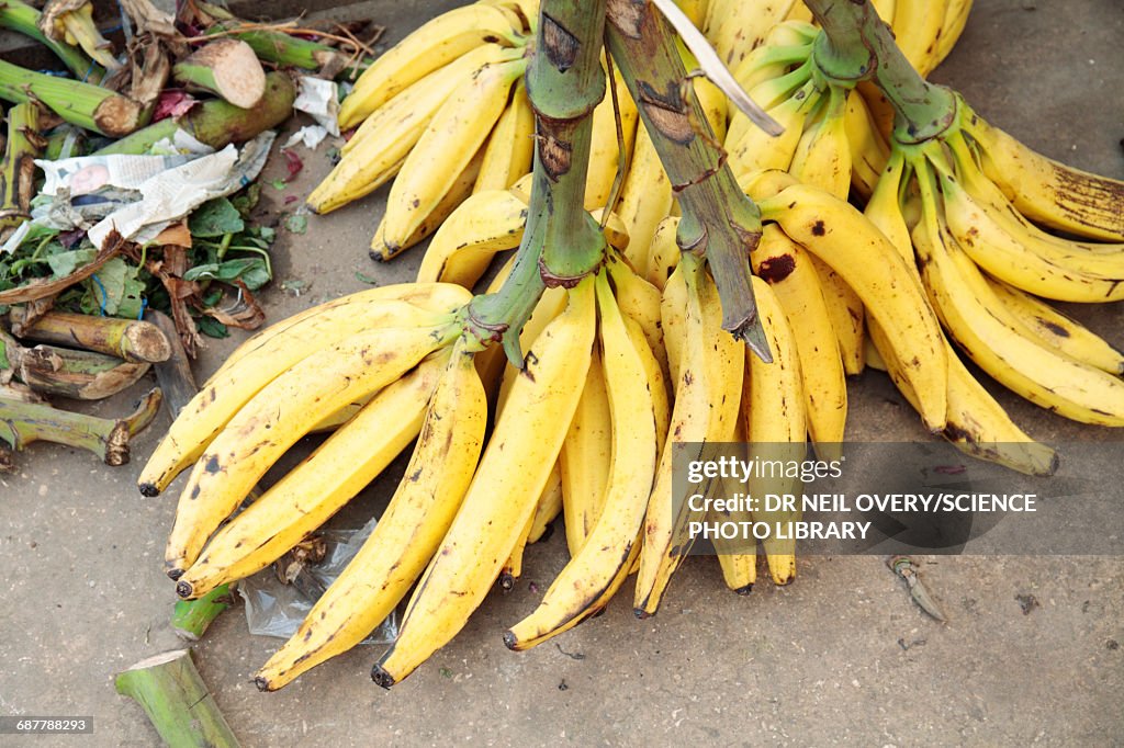 Bananas for sale in market